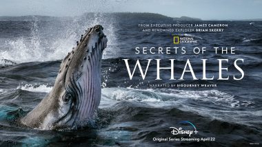 secrets of the whales national geographic