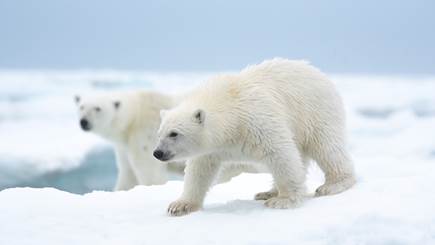 polar bear disneynature