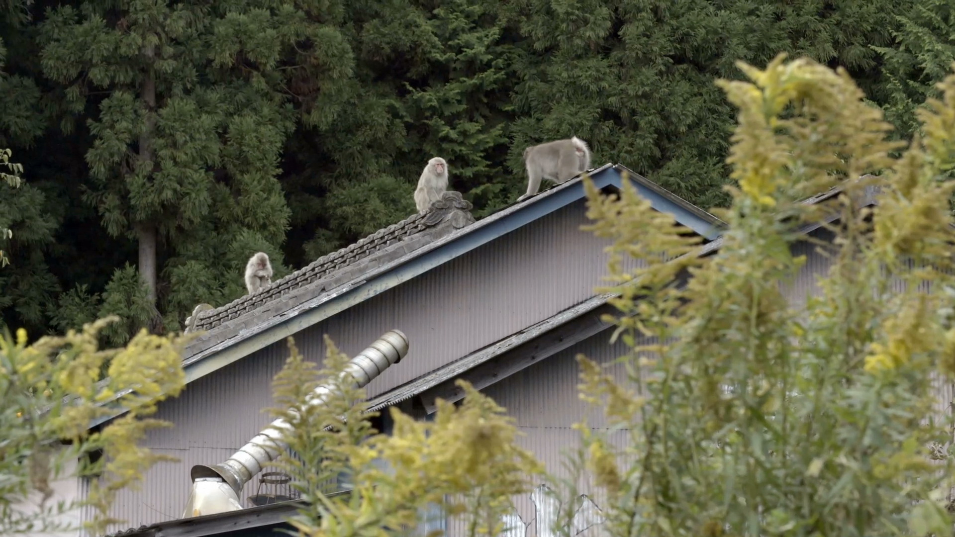 fukushima nature in the danger zone